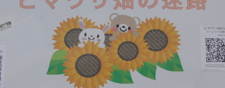 🌻ヒマワリ迷路🌻