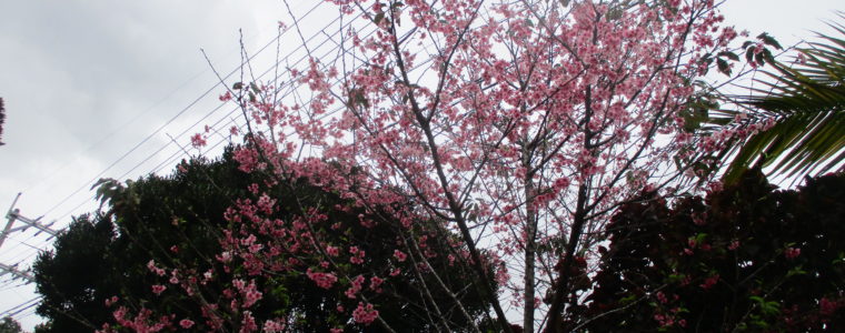 桜見学🌸