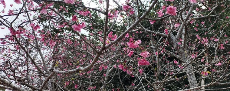 桜見学🌸